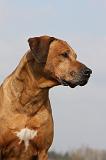 RODESIAN RIDGEBACK 041